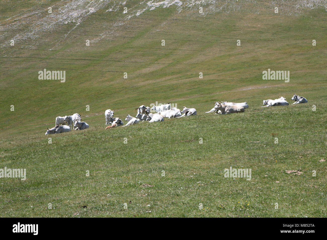 Rinder, die auf der Oberseite des Berges Stockfoto