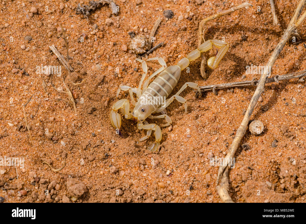 Eine wüste Scorpion aus Südaustralien Stockfoto