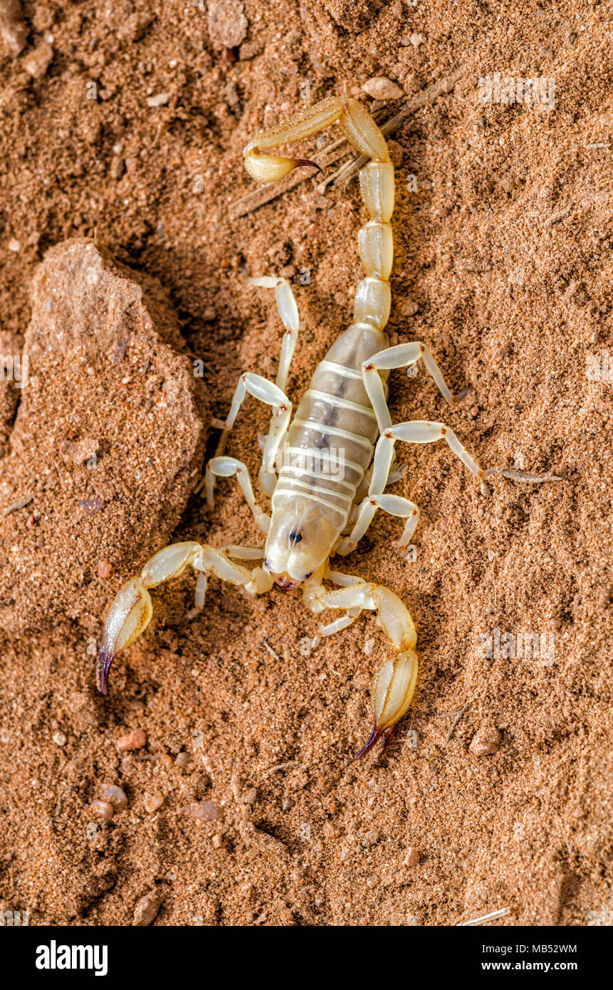 Eine wüste Scorpion aus Südaustralien Stockfoto