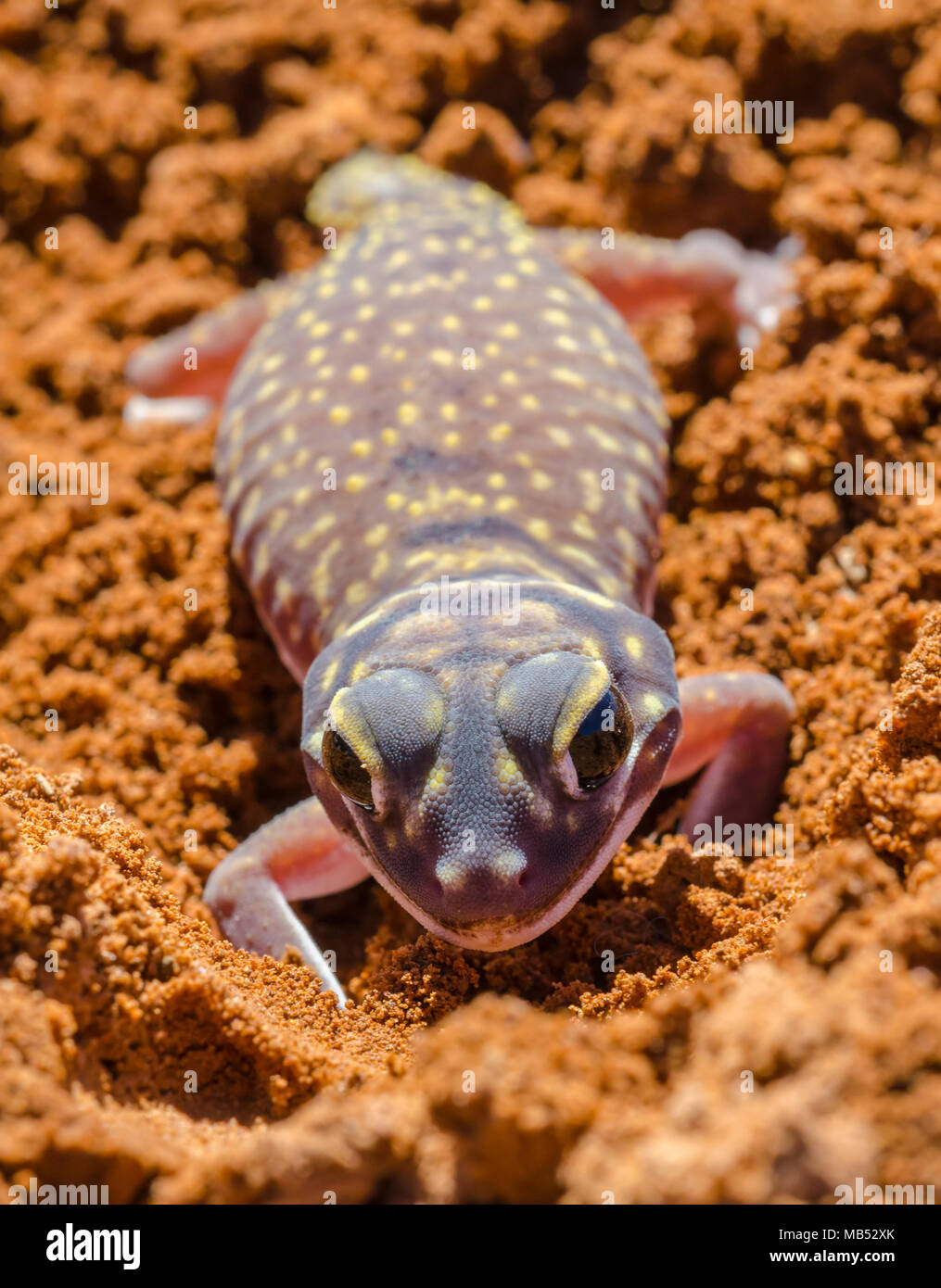 Markierten Knopf-tailed Gecko, yumbarra Conservation Park, South Australia Stockfoto