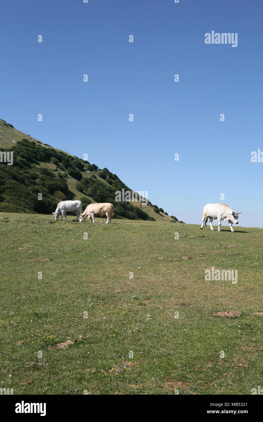 Rinder grasen auf dem Berg Stockfoto