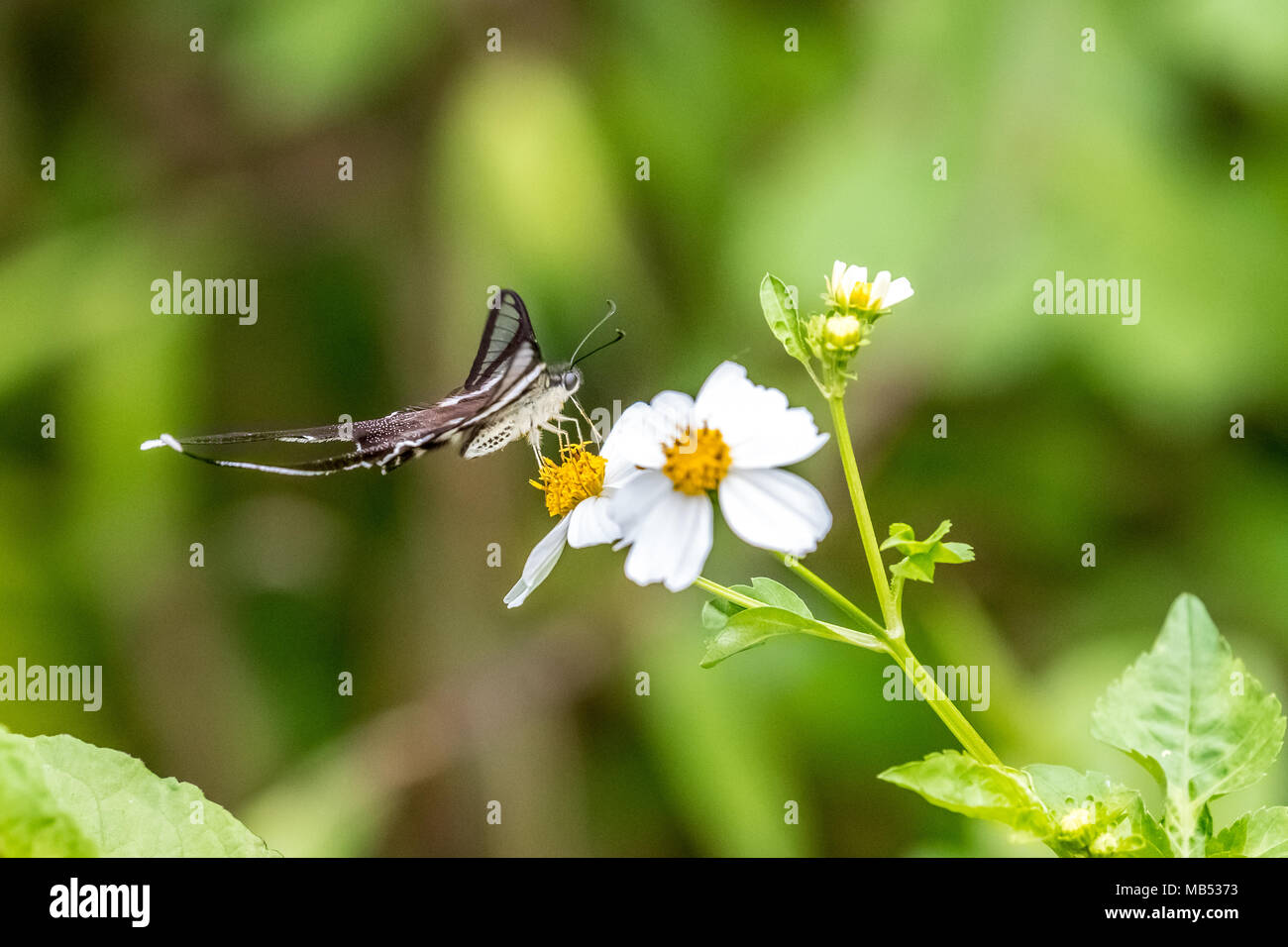 Weiß (Dragontail Lamproptera curius) trinken auf Anlage Stockfoto