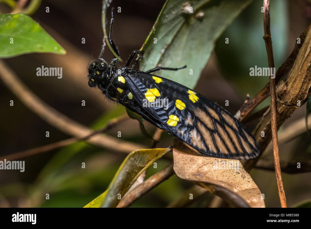 Schwarze Zikade (Gaeana maculata) auf Anlage Stockfoto