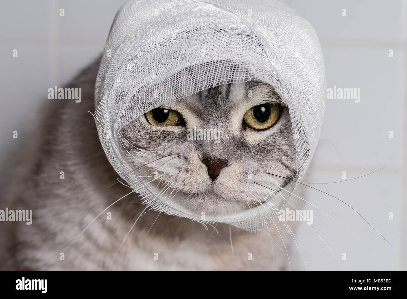 Eine Hauskatze mit einem Verband. Eine Wunde auf dem Kopf und Pfote. Tierschutz. Stockfoto