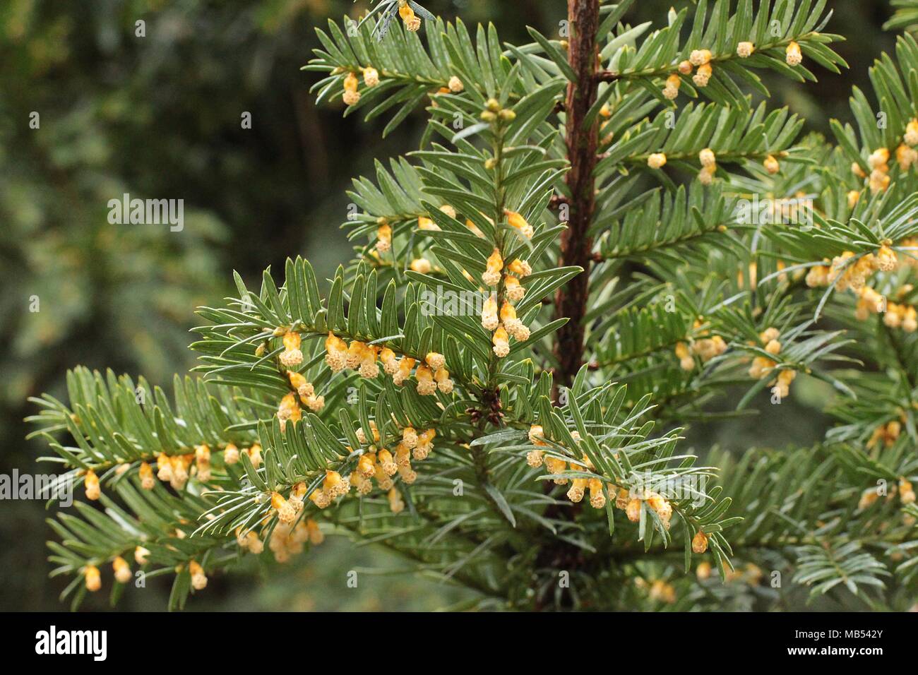 fagus sylvatica tricolor Tricolor Beech Tree – Southern Idaho Landscape Center