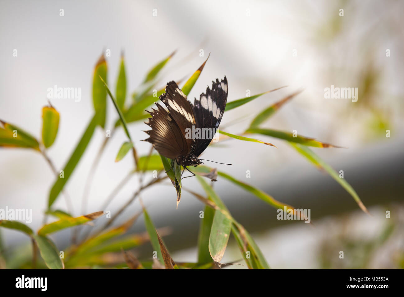 Woodford Schwalbenschwanz (Papilio woodfordi) auf einer Anlage Ast Stockfoto