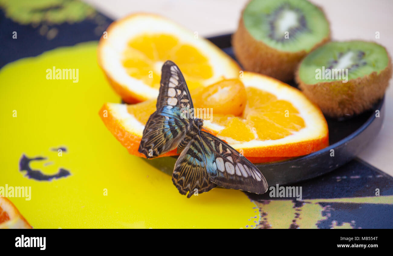 Clipper Schmetterling (Parthenos Sylvia) schmecken frische Früchte Stockfoto