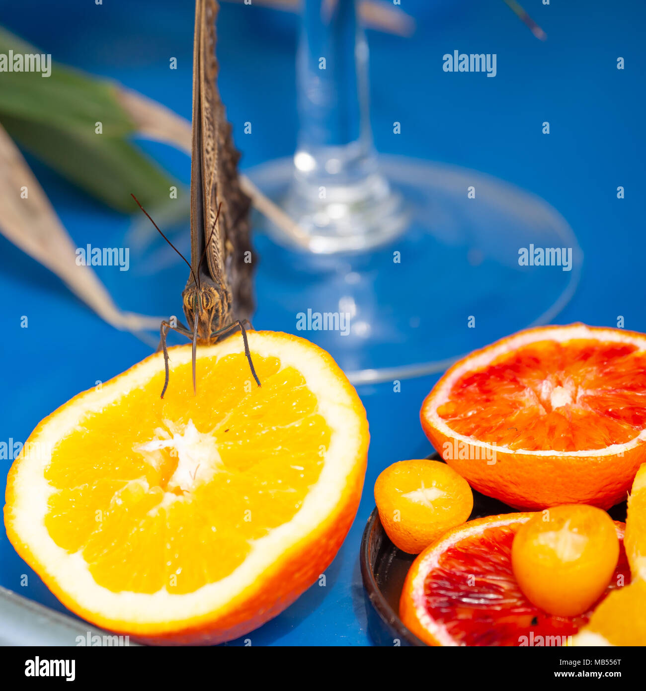 Owl butterfly (Caligo memnon) Essen eine frische Orange. Stockfoto