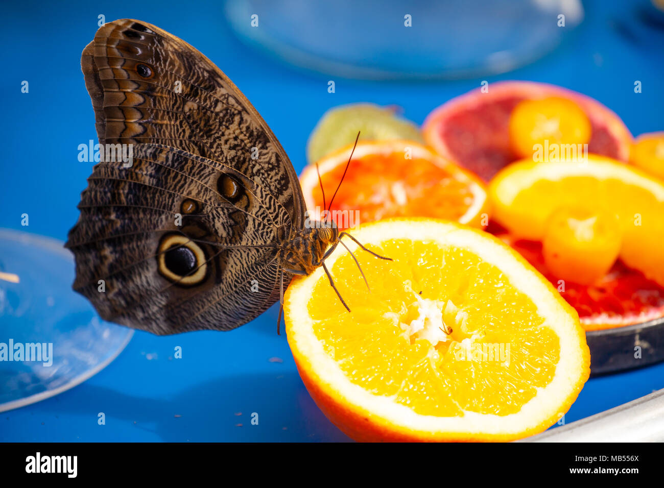 Owl butterfly (Caligo memnon) Essen eine frische Orange. Stockfoto
