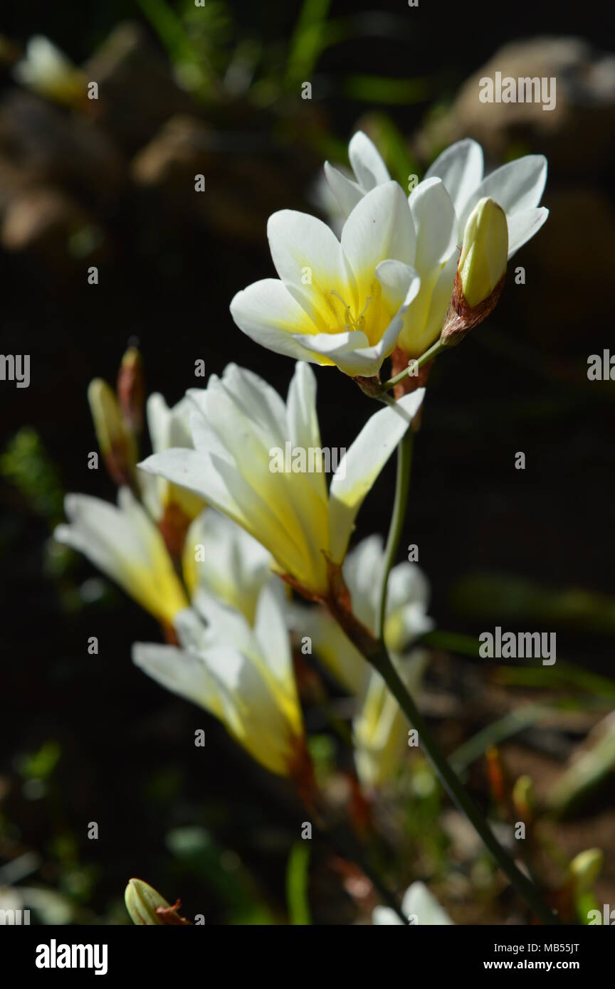 Nahaufnahme eines weißen Freesien Strauß, Hintergrund, Natur Stockfoto
