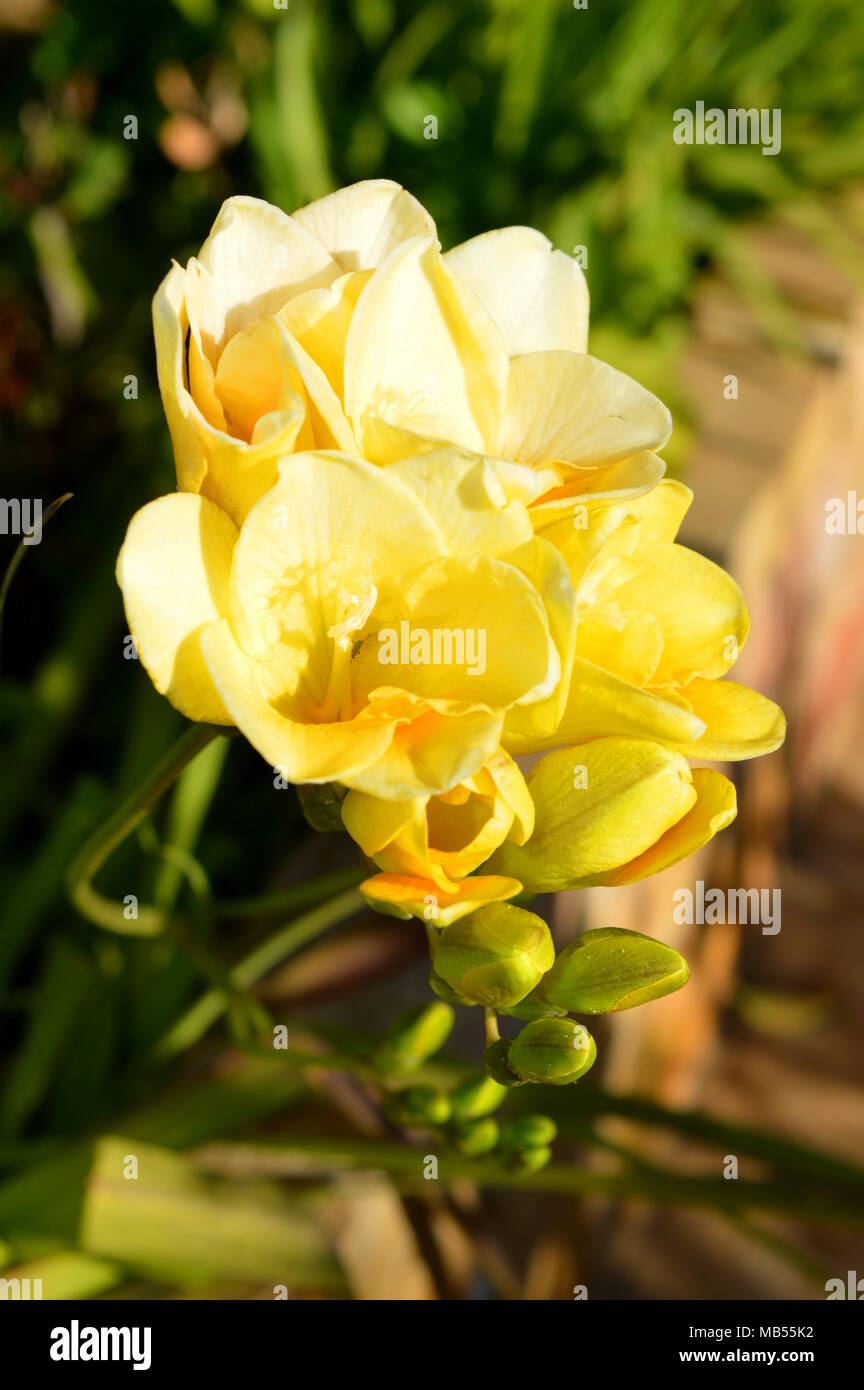 Nahaufnahme einer Gelbe Freesien Strauß, Hintergrund, Natur Stockfoto
