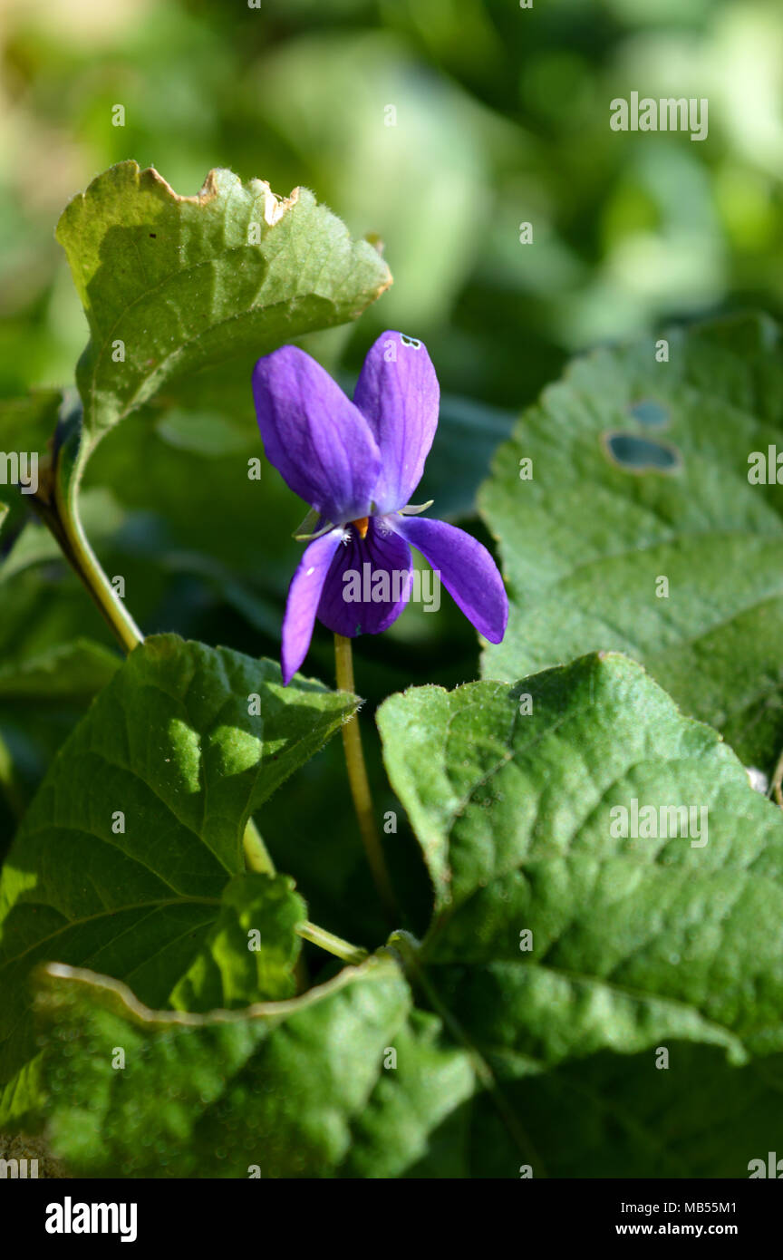 Nahaufnahme einer Viola Odorata, Süße Violett, Violett, Sizilien Stockfoto