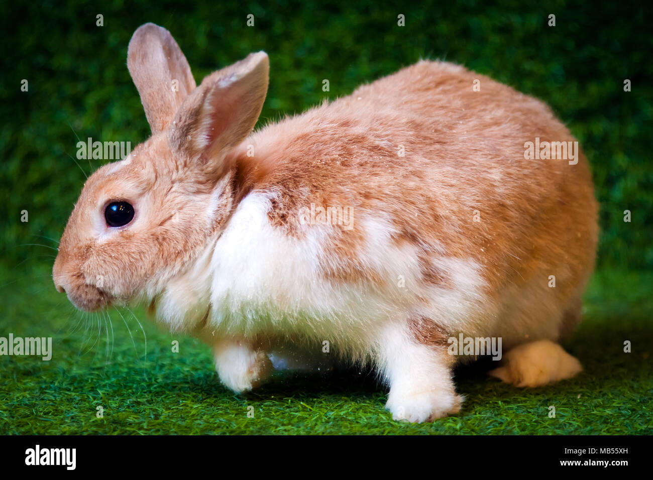 In der Nähe von einem kleinen lustigen weiß-beige Kaninchen mit schwarzen Augen sitzen auf dem grünen Kunstrasen im Zimmer Stockfoto