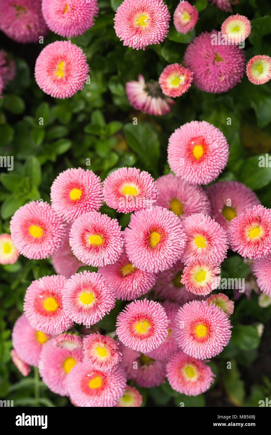 Rosa Englisch Gänseblümchen (Bellis perennis) Stockfoto
