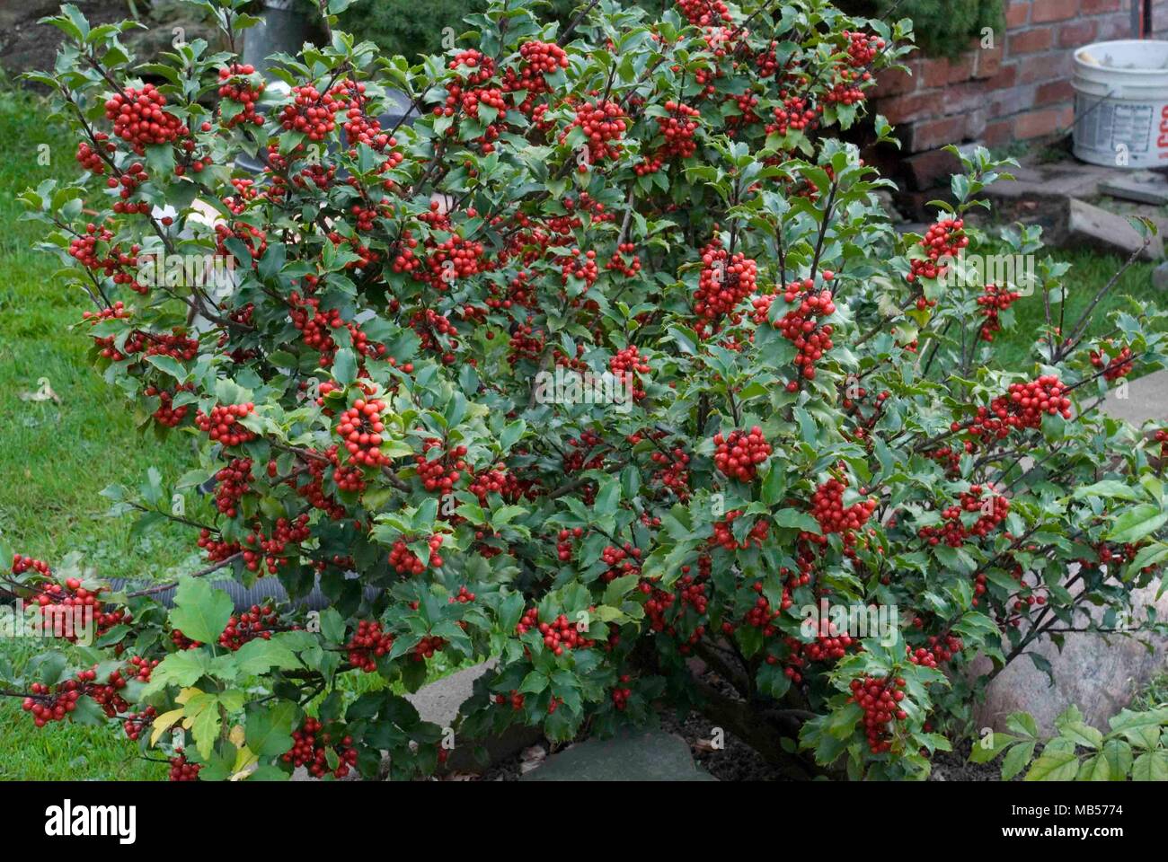 Rot, hell, kanadischen Winter Beeren in einem Bündel. Stockfoto