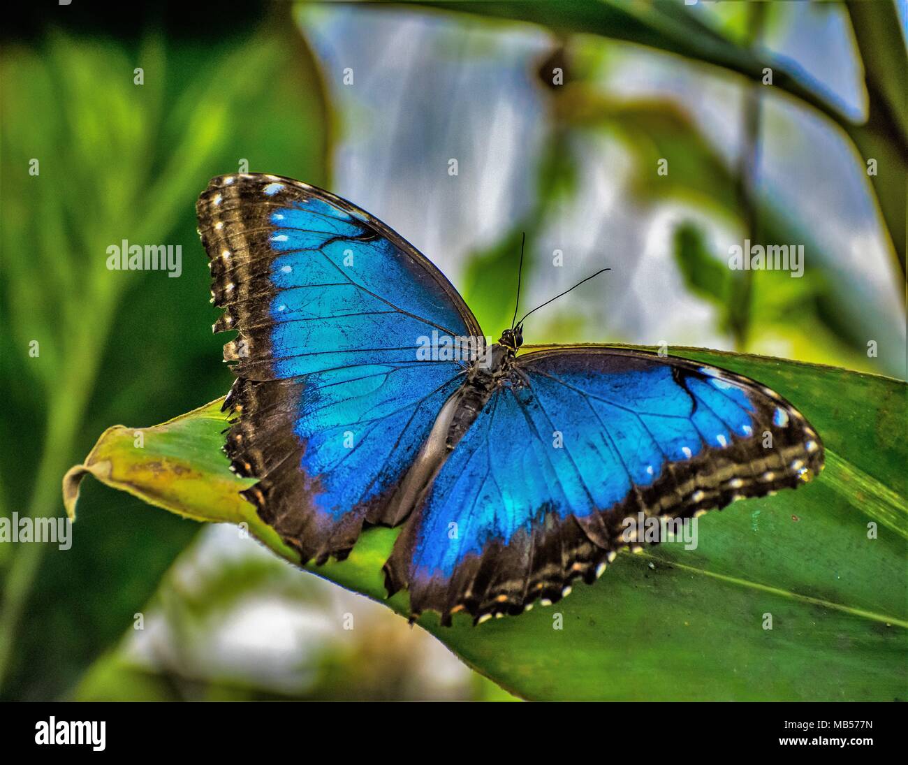 Blue Morpho Schmetterling Stockfoto