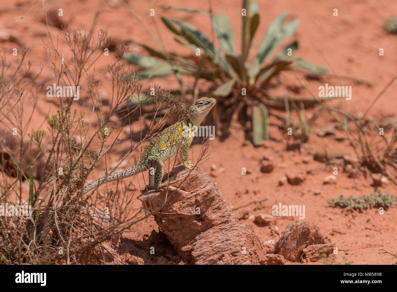 Collared Lizard in Caprock Canyons State Park Stockfoto