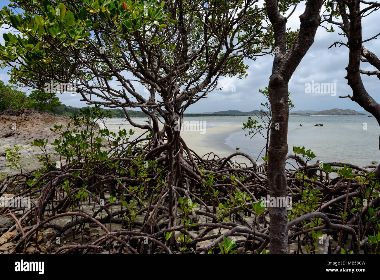 Blick durch eine Mangrove auf Frangipani Beach am Cape York, dem nördlichsten Punkt des australischen Festlandes Stockfoto