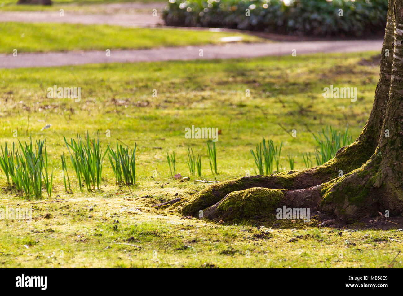 Wunderschön beleuchtet Gras und Baumstamm bei Whitworth Park in Manchester im frühen Frühjahr Stockfoto