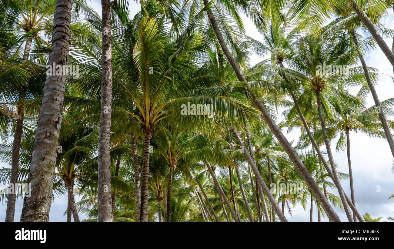 Zu Palmen in Palm Cove, Queensland, Australien Stockfoto