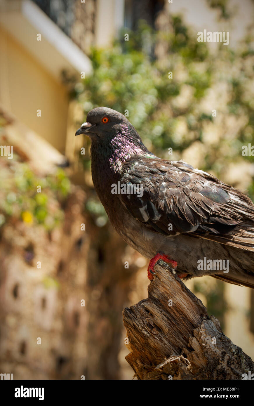 Nahaufnahme einer Felstaube auf einem gebrochenen Baumstamm im Parque Las Palomas (San Juan, Puerto Rico) Stockfoto