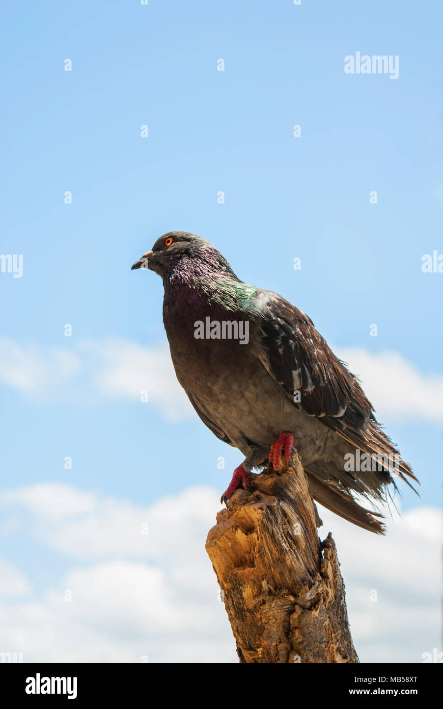 Eine Felstaube, die auf einem zerbrochenen Baumstamm thront Stockfoto