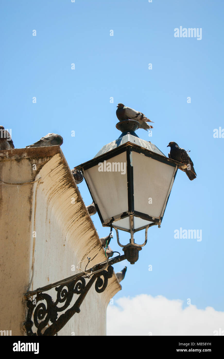 Eine Gruppe von Tauben auf einem Gebäude und alte Leuchte thront. Stockfoto