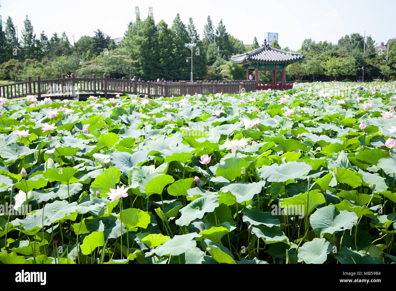 Lotus Blumen und Blätter in einem Teich, Jeon-ju, Südkorea Stockfoto