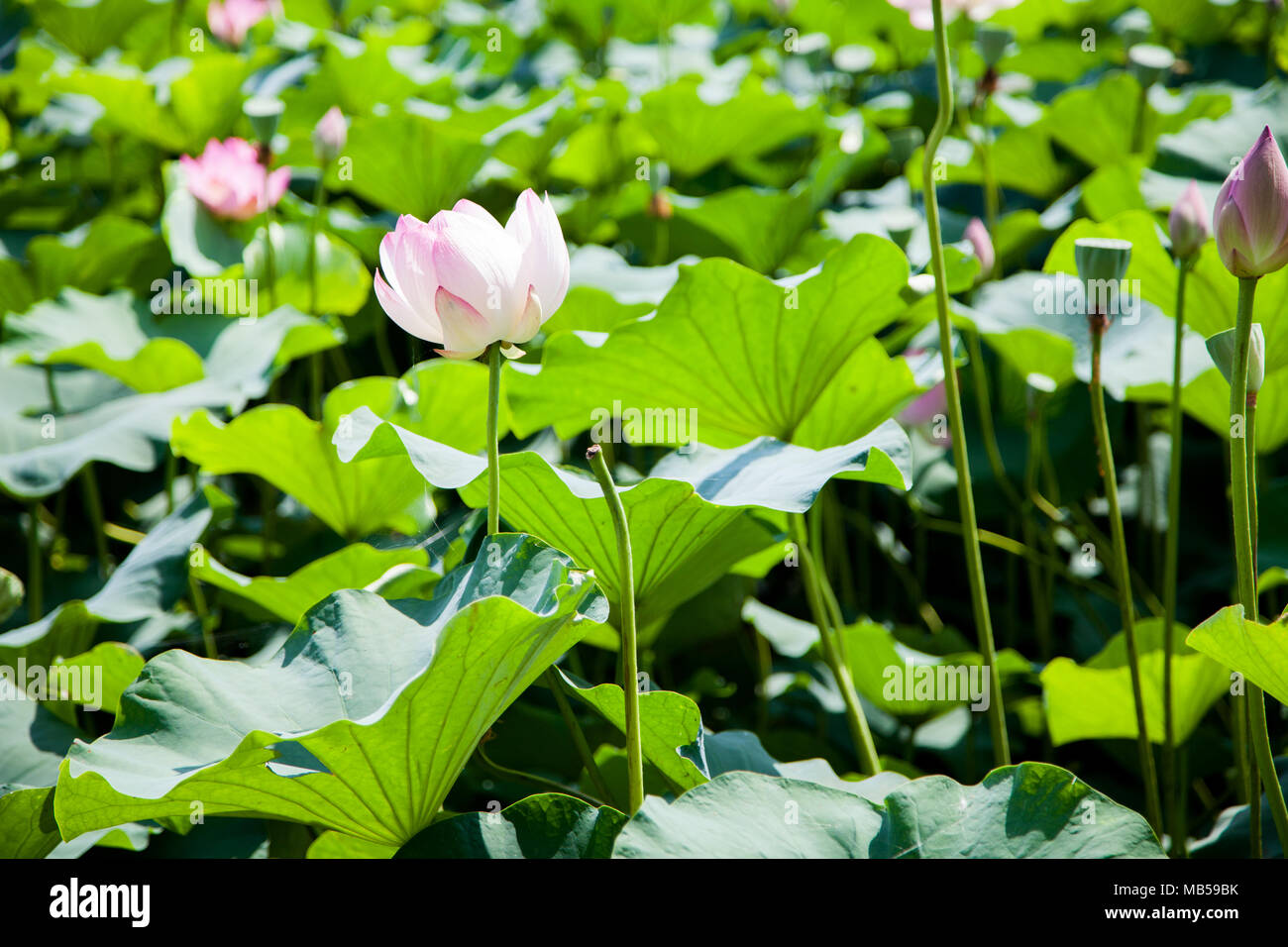 Lotus Blumen und Blätter in einem Teich, Jeon-ju, Südkorea Stockfoto