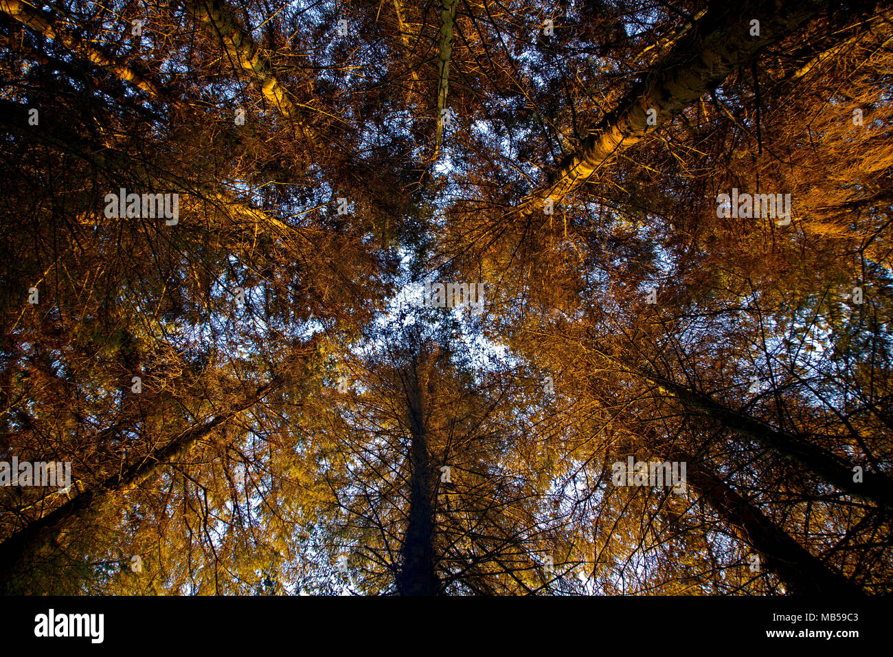 Kiefer Baumstämme und Äste im Sonnenaufgang Licht nach oben Stockfoto