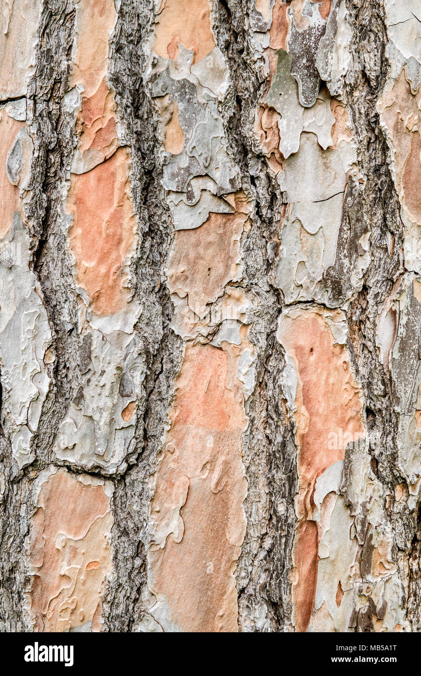 In der Nähe von Oak Tree Trunk Rinde abstrakte Textur Hintergrund Stockfoto