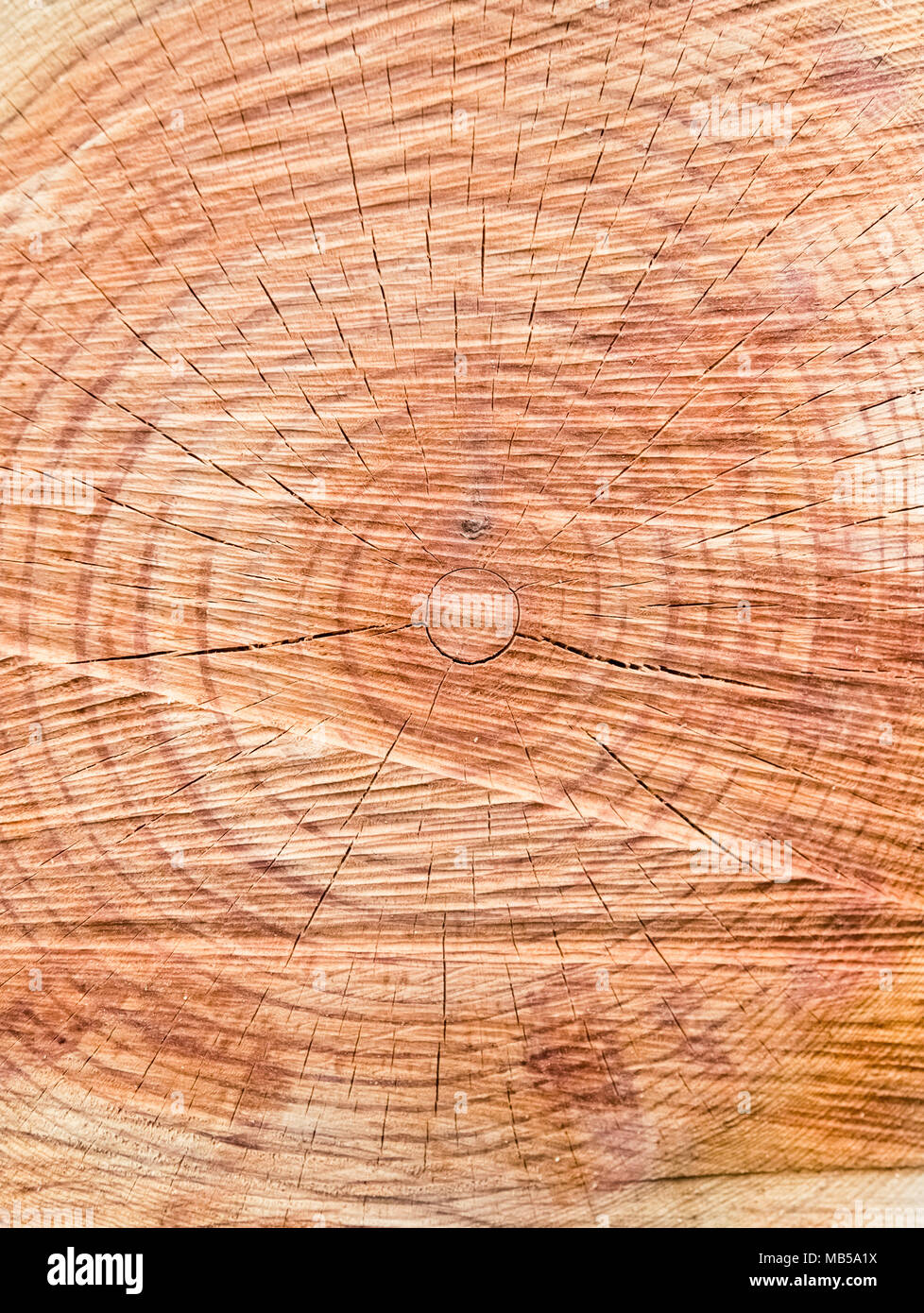 Nahaufnahme von Baumstamm Schnitt mit Kreis Ringe alt direkt über Blick abstrakte Textur Hintergrund Stockfoto
