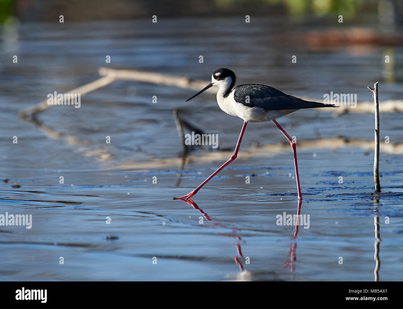 Black-necked Stelzenläufer (Himantopus mexicanus) auf der Suche nach Nahrung entlang des Lago de Chapala, Jocotopec, Jalisco, Mexiko Stockfoto