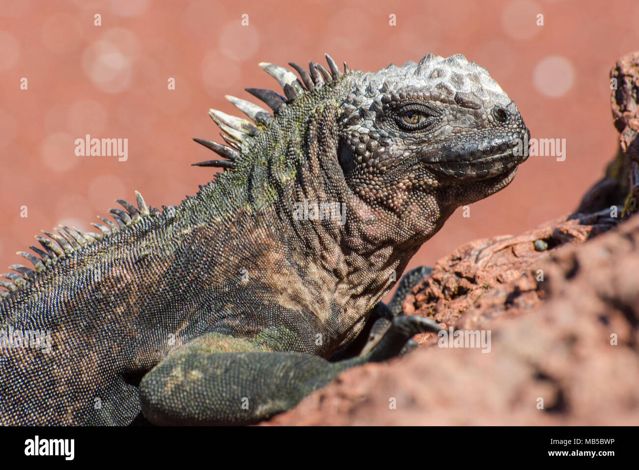 Unterarten der Galapagos mariner Leguan (Amblyrhynchus cristatus wikelskii), diese Unterart gilt als gefährdet und wird auf Rabida Insel gefunden. Stockfoto