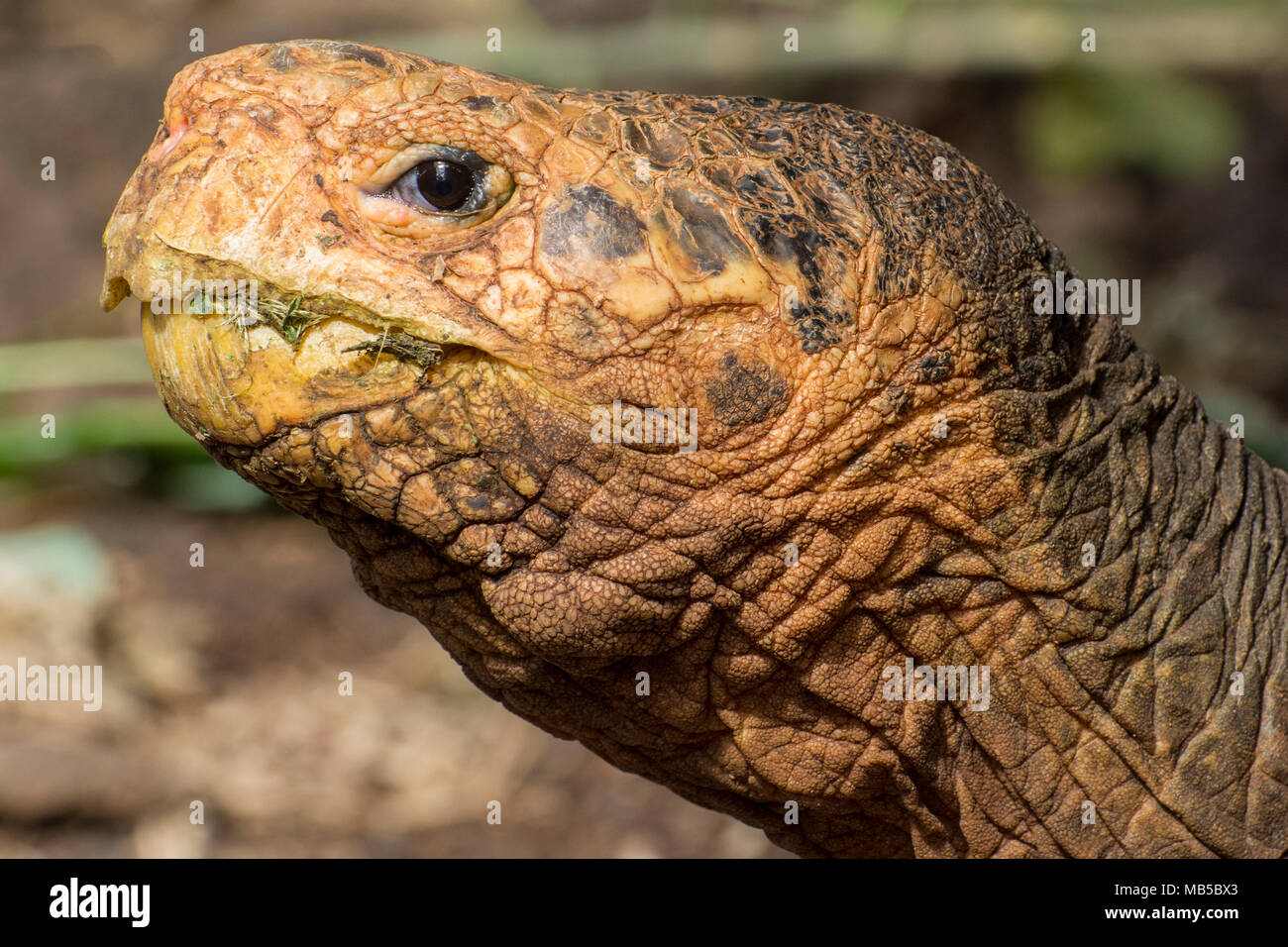 1 des Gefangenen Schildkröten an der Charles Darwin Forschungsstation in Puerto Ayora, auf den Galapagos Inseln in Ecuador. Teil einer Zucht in Gefangenschaft Projekt. Stockfoto