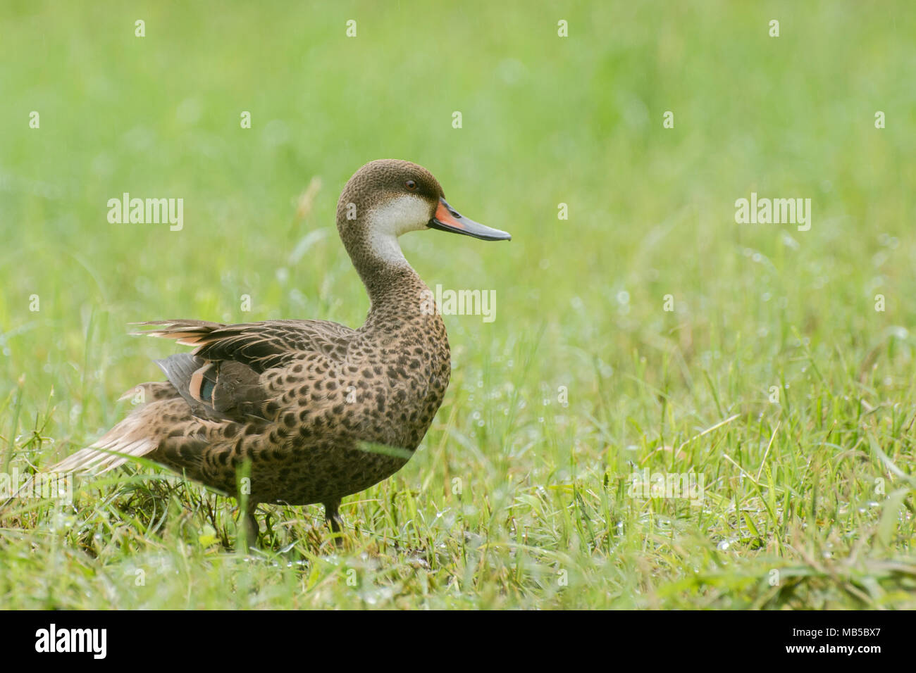 Die Galapagos pintail Duck ist eine endemische Unterarten, die nur auf den Galápagos-Inseln, wo es ist ein Bewohner das ganze Jahr über gefunden wird. Stockfoto