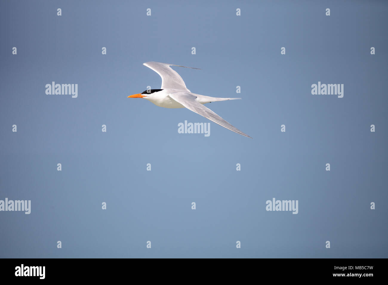 Weniger tern Sternula antillarum fliegt über einen blauen Himmel bei Clam Pass Strand in Naples, Florida Stockfoto