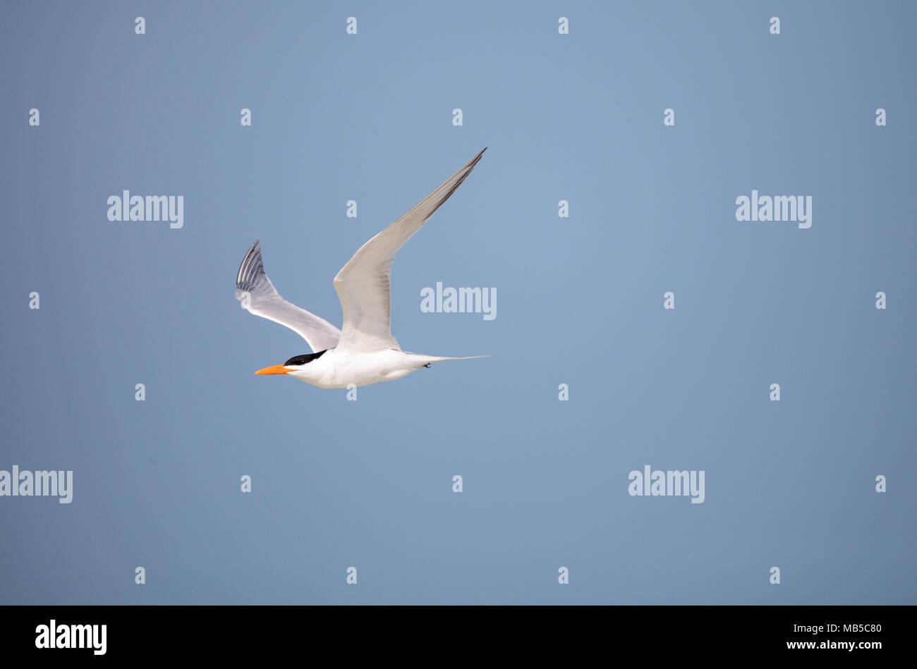 Weniger tern Sternula antillarum fliegt über einen blauen Himmel bei Clam Pass Strand in Naples, Florida Stockfoto