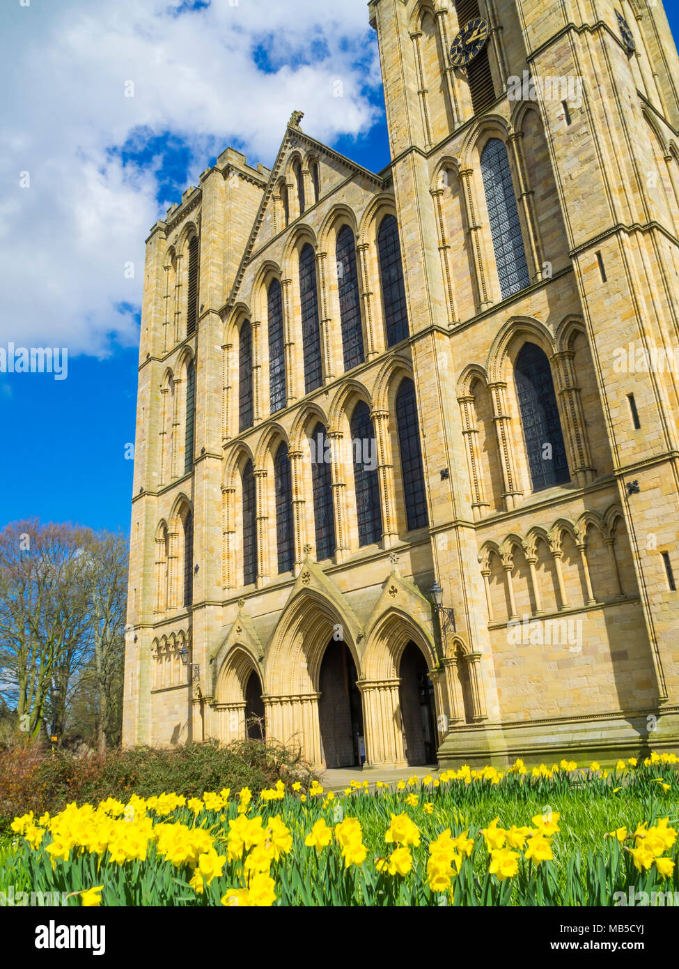 Die Westwand des Ripon Kathedrale nördlich, Yorkshire, Großbritannien, an einem sonnigen Frühlingstag mit Narzissen Stockfoto