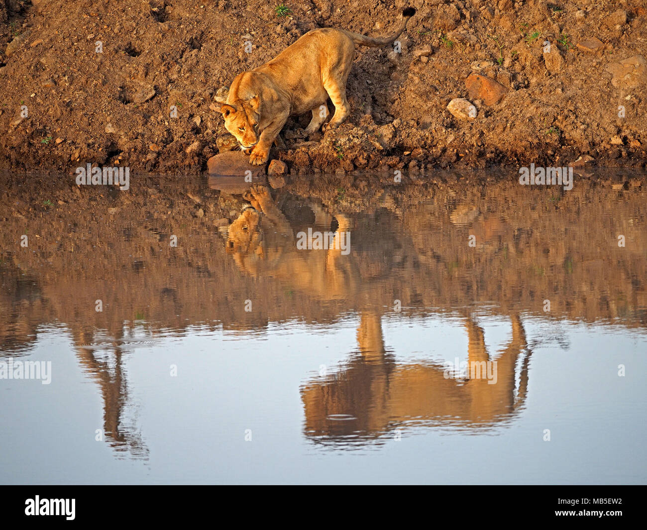 Löwin (Panthera leo) Alkoholkonsum am Wasserloch erscheint die Reflexionen von sich und ihre männliche Löwe mate in der Größeren Mara, Kenia, Afrika zu prüfen. Stockfoto