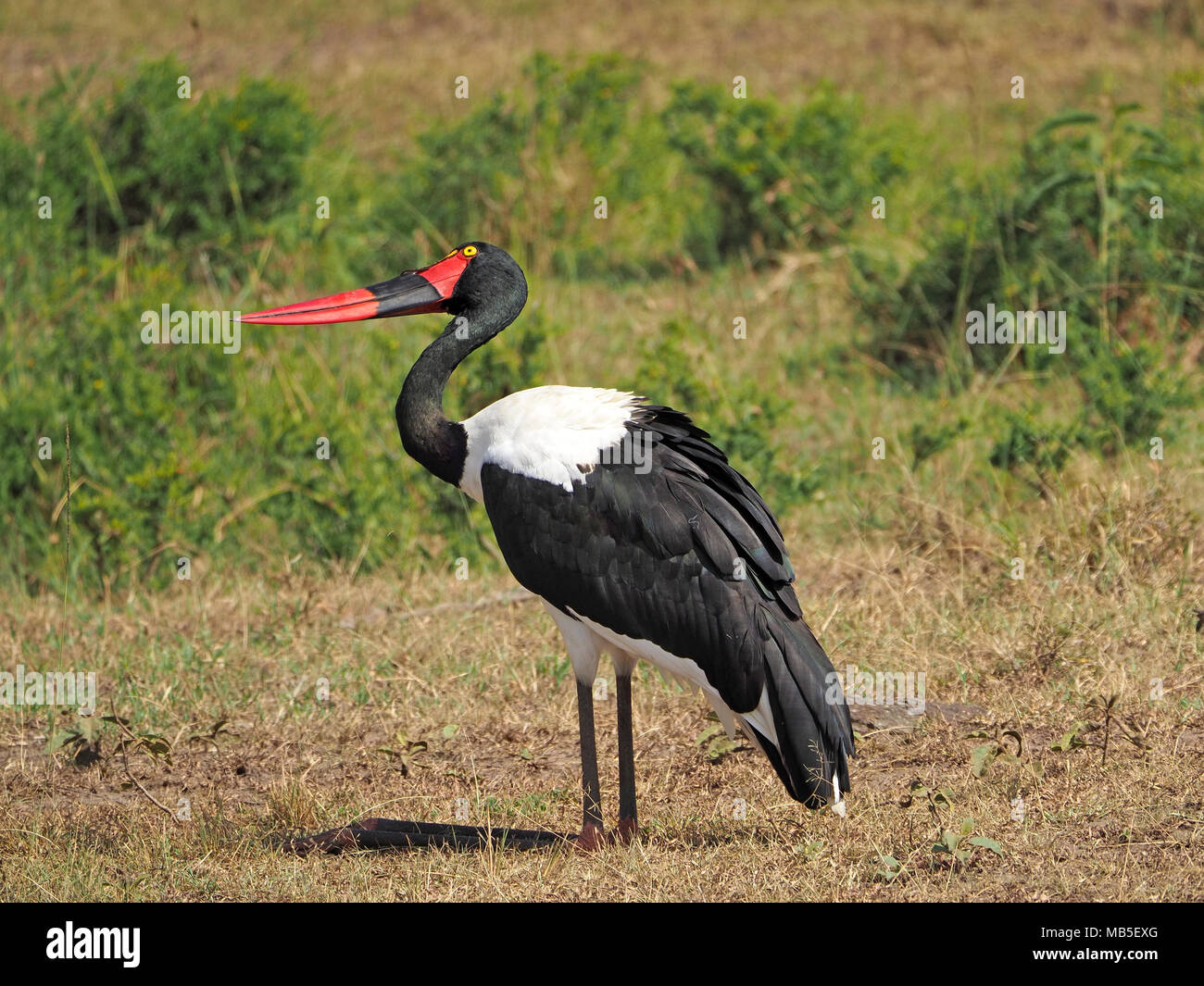 Rot, Gelb & schwarz abgerechnet Sattel-billed Stork (Ephippiorhynchus senegalensis) sitzt mit Unterschenkel im Schatten bis in die Masai Mara, Kenia Stockfoto