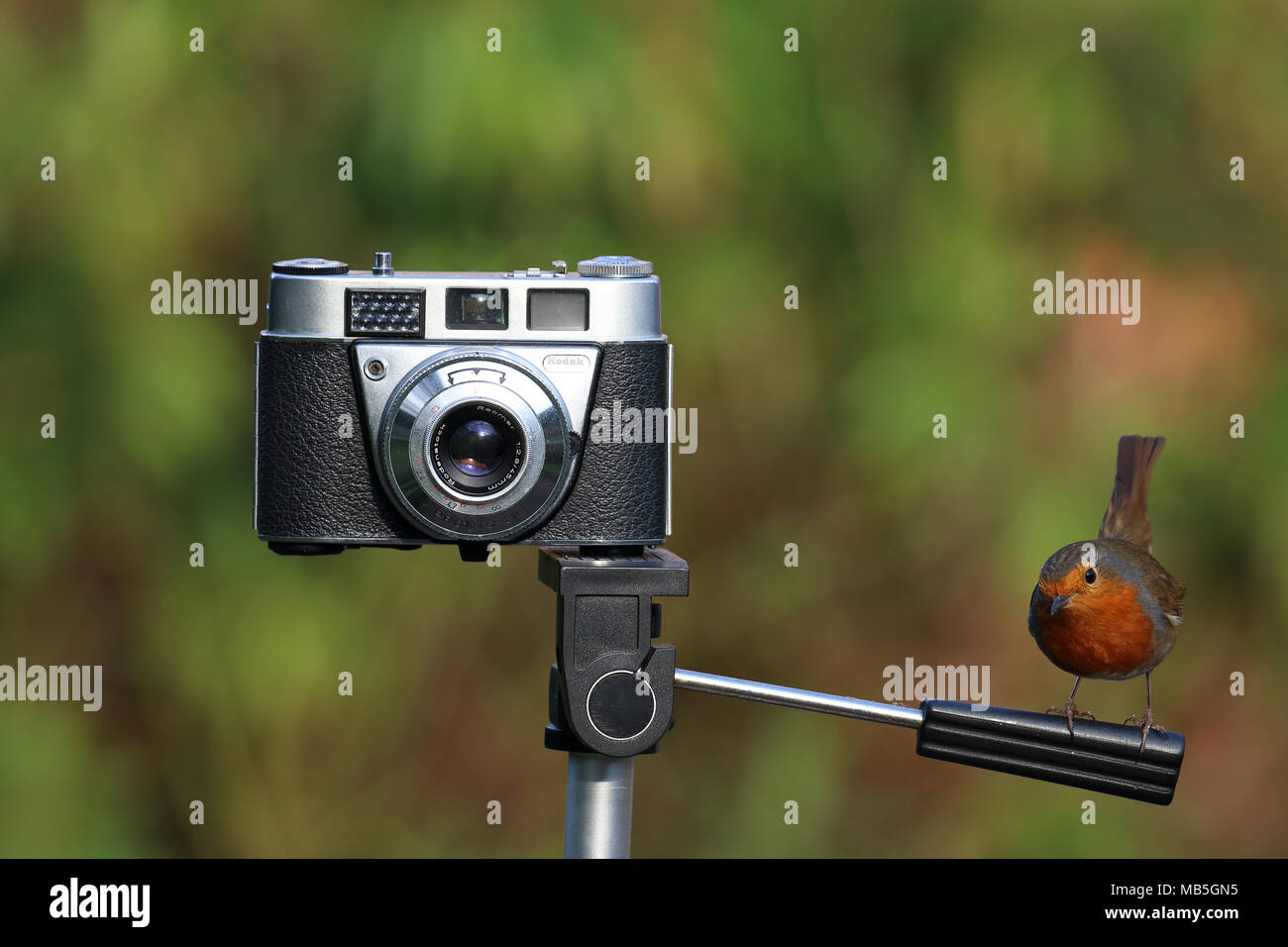 Robin auf alten Film Kamera nach unten schauen. Stockfoto