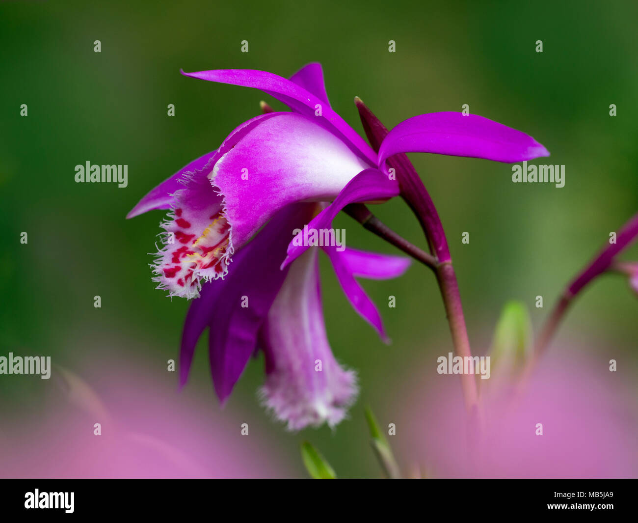 "Pleione Tongariro' wachsen im Green House Stockfoto