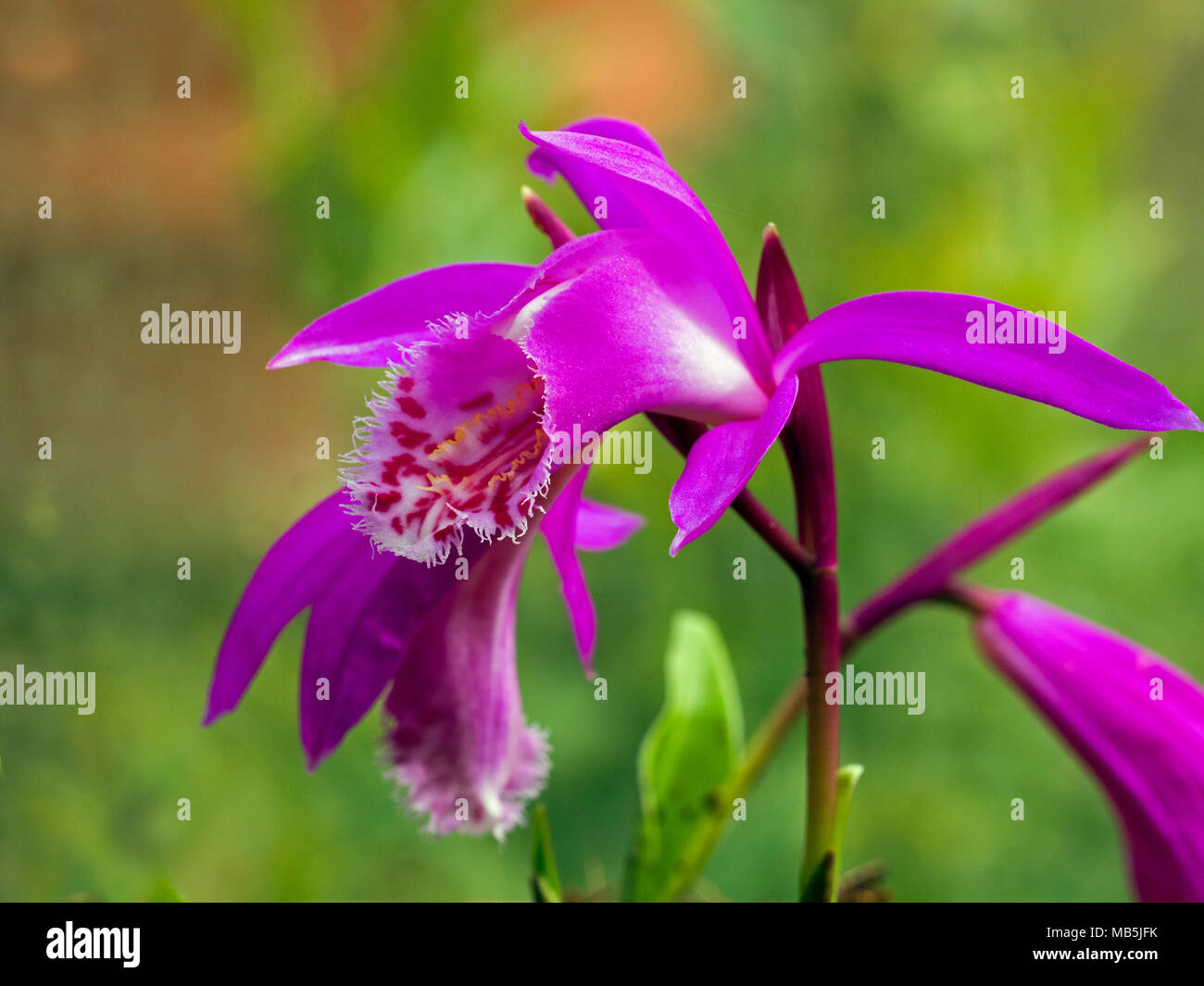 "Pleione Tongariro' wachsen im Green House Stockfoto