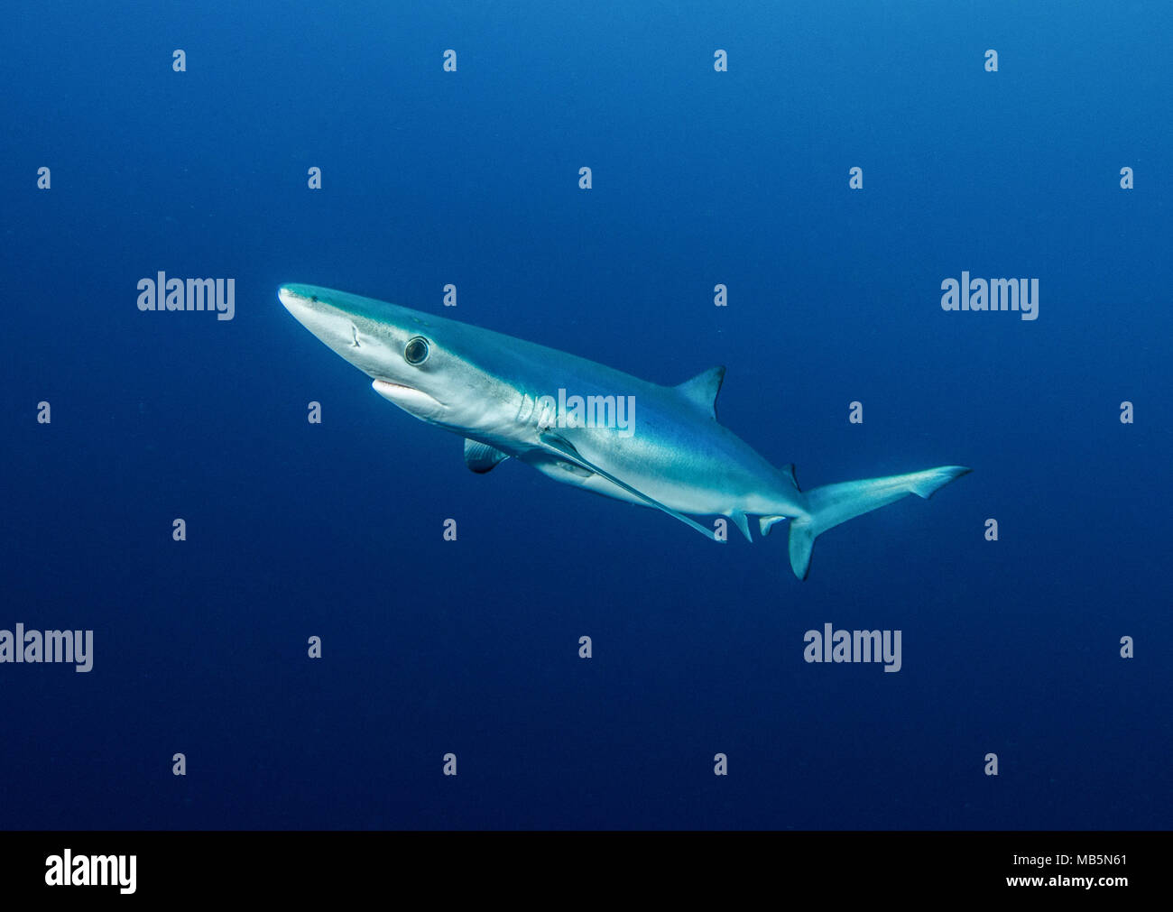Blauer Hai in den Gewässern vor der Spitze von Südafrika. Stockfoto