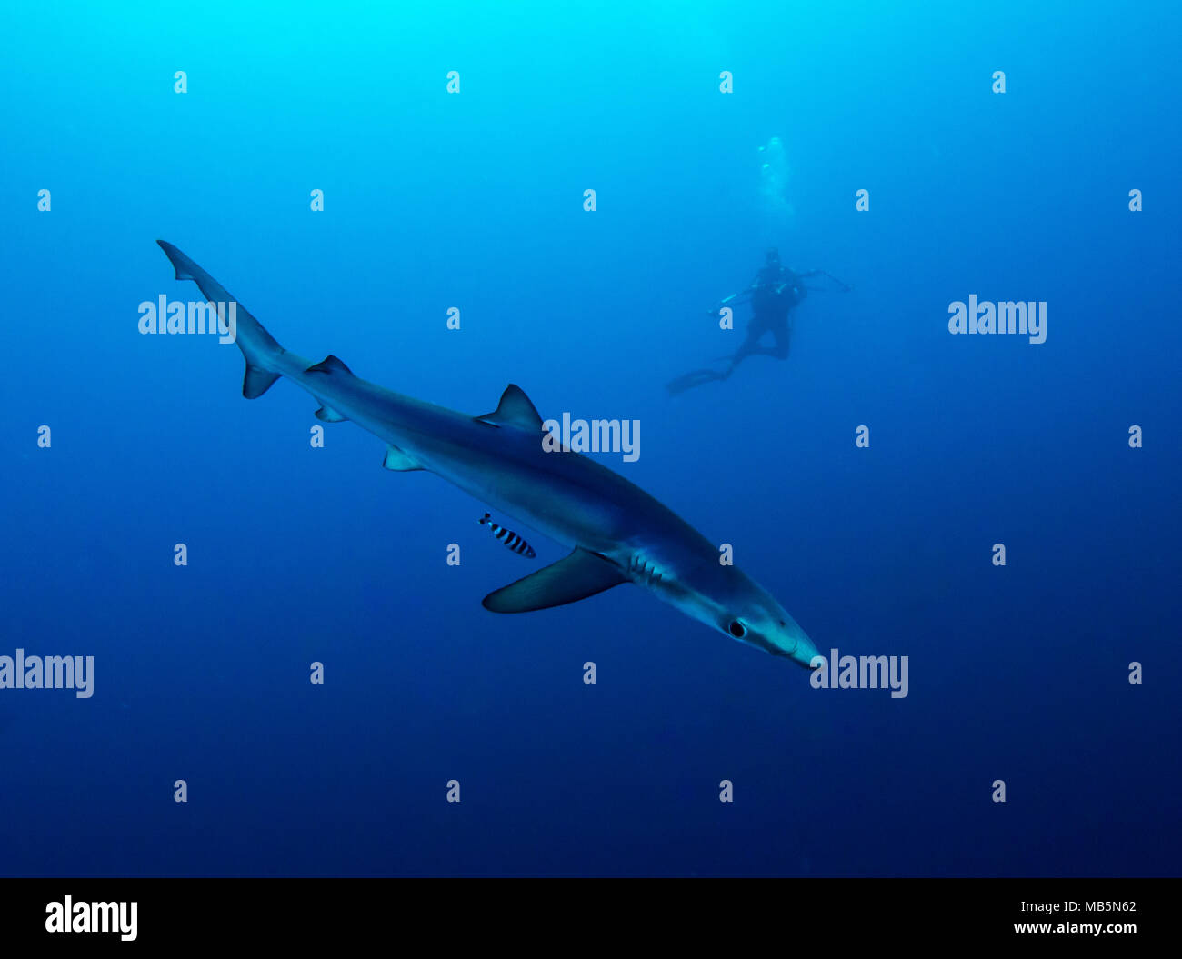 Blauer Hai in den Gewässern vor der Spitze von Südafrika. Stockfoto