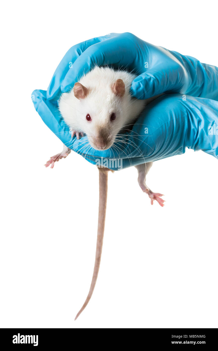 Hände in medizinische Handschuhe halten sie eine Ratte auf weißem Hintergrund Stockfoto