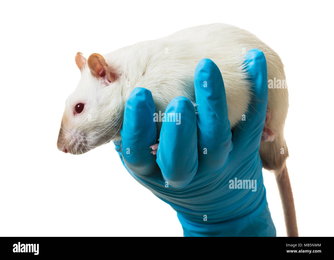 Hände in medizinische Handschuhe halten sie eine Ratte auf weißem Hintergrund Stockfoto