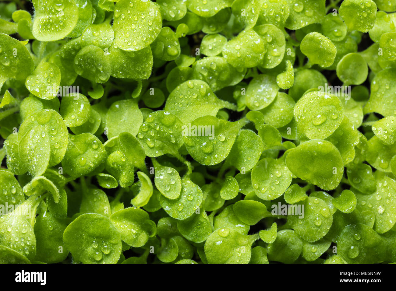 Wachsende junge Pflanzen mit Wassertropfen auf den Blättern Stockfoto