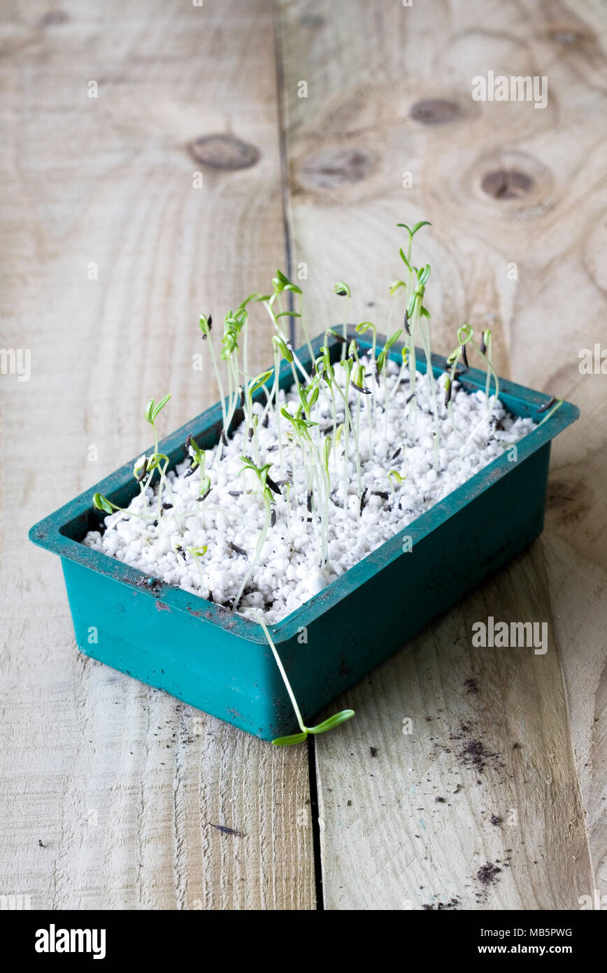 Cosmos Bipinnatus Sämlinge, bereit für heraus stechen. Stockfoto